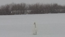 Лебедя с замерзающего пруда передали Карену Даллакяну
