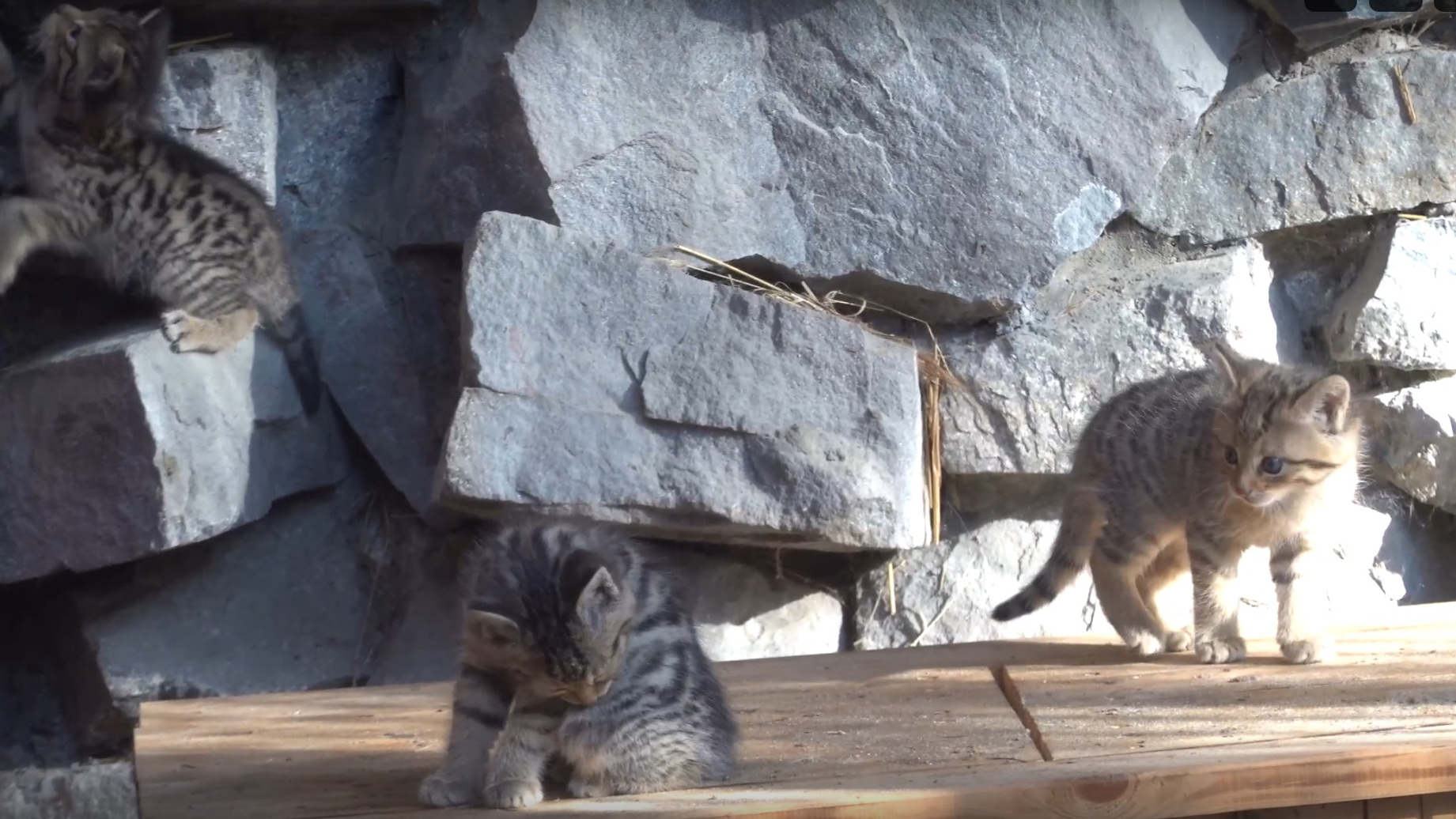 Лесные котята родились в Новосибирском зоопарке — смотрим на видео на забавные пушистые комочки