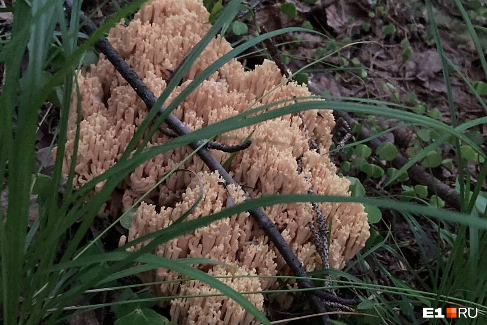 «Такая находка впервые». В Свердловской области обнаружили необычный гриб, похожий на коралл