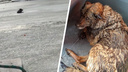 Собака провалилась под лед возле «Европейского берега» — за ней отправились на аэроботе