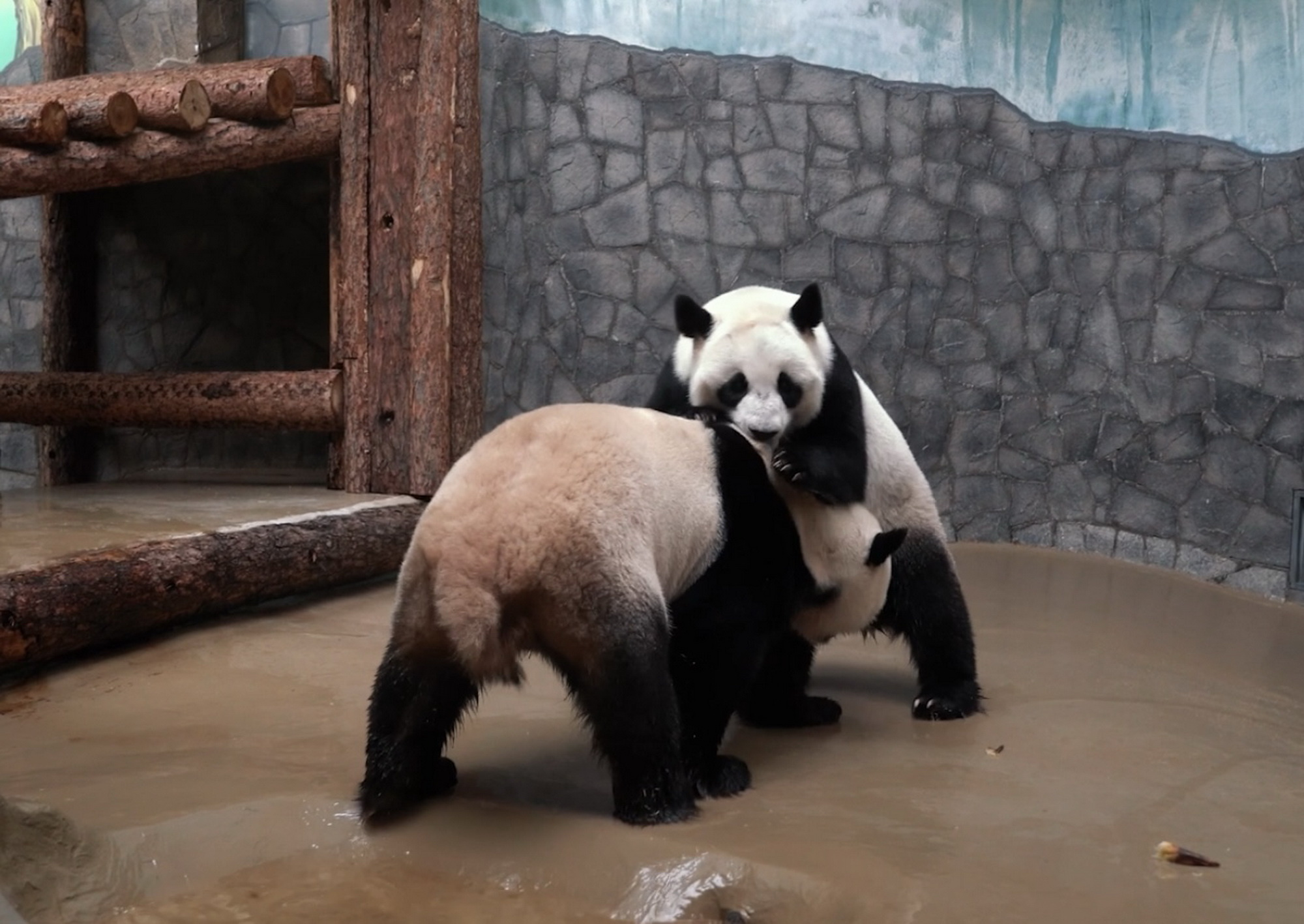 Большие панды. Панда Диндин из Московского зоопарка. Жуи и Диндин в Московском зоопарке. Где панды в московском зоопарке