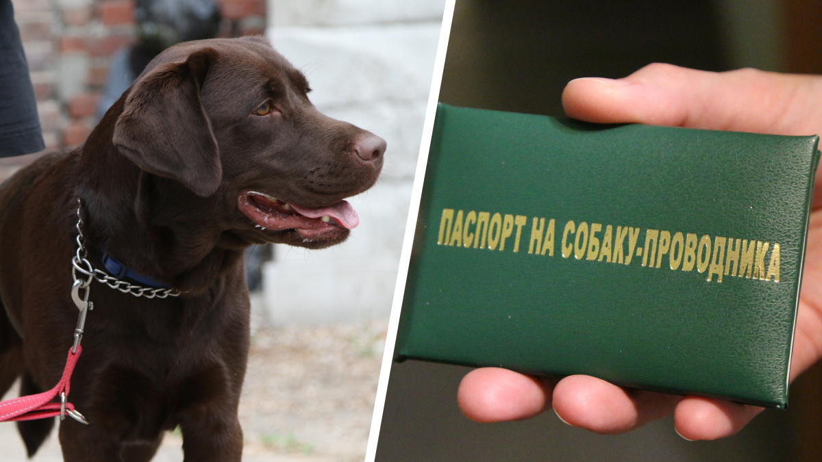 Высшее образование для собак и кошка-профессор: где в Москве готовят хвостатых помощников для инвалидов