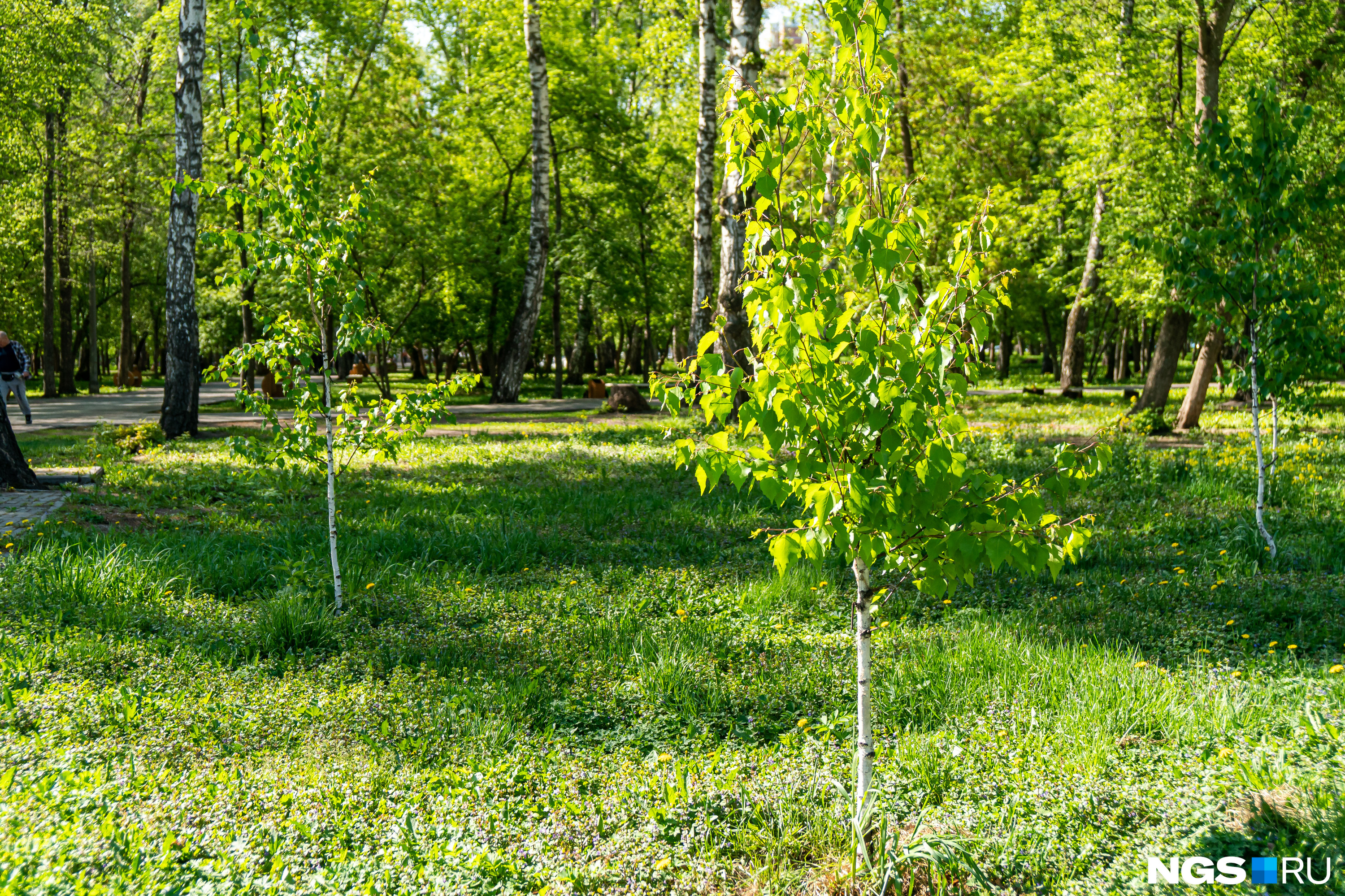 лес шумит дружней. лес шумит дружней. лес шумит дружней. лес шумит дружней. наречие 3 класс.
