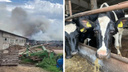 Эвакуировали более 100 коров и телят: подробности пожара на ферме в Любовском
