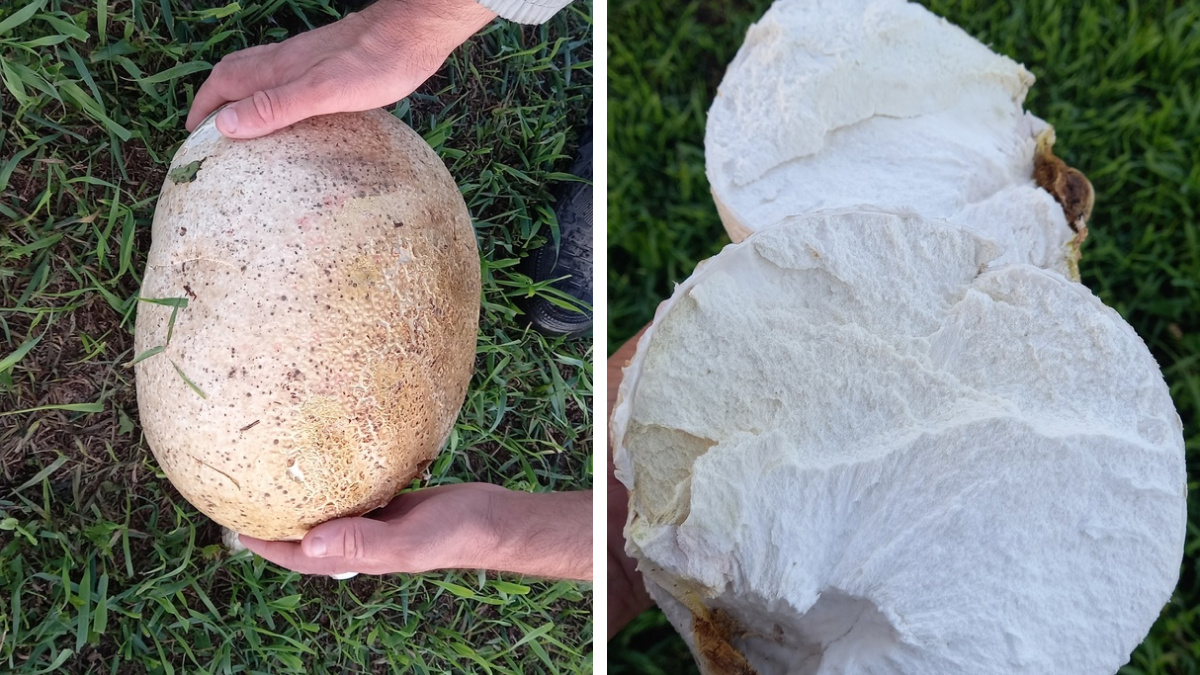 Какой гигантский! Сибирячка нашла гриб весом в <nobr class="_">6 килограммов</nobr> (и он съедобный)