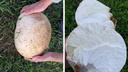 «Даже ведро не наденется на него»: сибирячка нашла на поляне гриб весом в <nobr class="_">6 килограммов</nobr> — впечатляющее видео