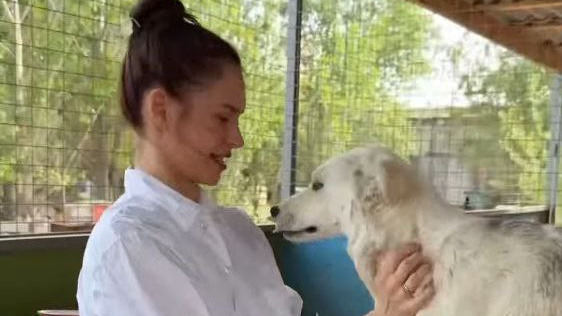 В городе-спутнике Волгограда известную актрису атаковали собаки — видео