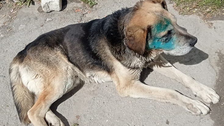 «Стреляли и смеялись»: двое мужчин в Вольске едва не убили пса по кличке Дозор