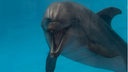 Игры дельфина в южных водах Приморья сняли на видео