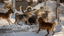 Куда пожаловаться на стаю бродячих собак — инструкция для новосибирцев, как бороться со сворой