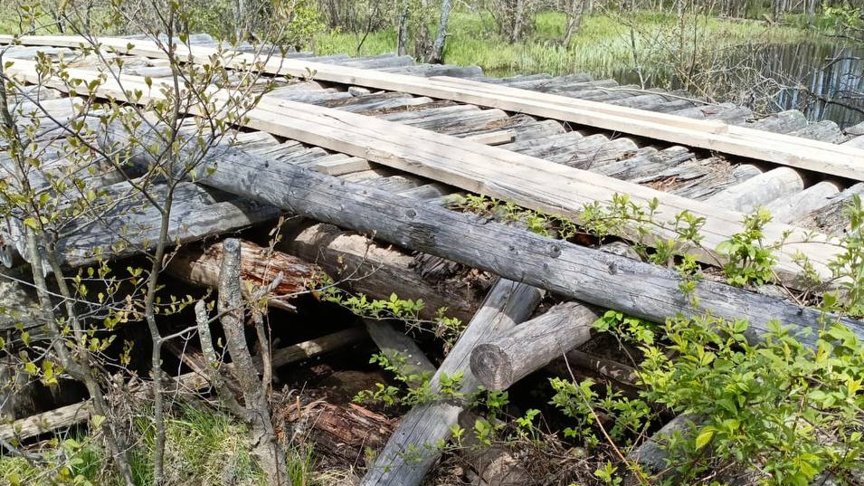 Бобры-диверсанты сгрызли сгнивший деревянный мост в Борском районе. Местные жители могут потерять единственную переправу