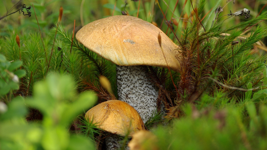 Вы встретили этот гриб в лесу, берем с собой?
