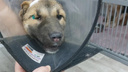 «Моя жизнерадостная булочка»: волонтеры рассказали о судьбе собаки, которую нашли в мусорном баке