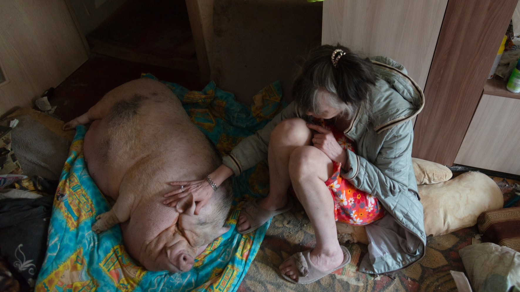 «Милка — память о погибшей дочери»: показываем свинью, которую спасали в пожаре, как человека
