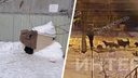 «Вот так, виляя хвостиком, несколько десятков человек в год грызут»: читатели 74.RU — о псарне во дворе дома в Челябинске