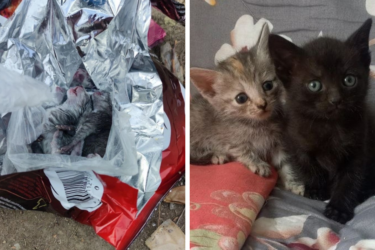 «Не смогли пройти мимо»: на Урале спасли новорожденных котят, которых выбросили в мусорное ведро