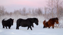 В Поморье создали петицию против закрытия фермы лошадей-мезенок