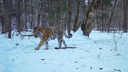 Помятая после ночного свидания тигрица попала на камеру в Приморье