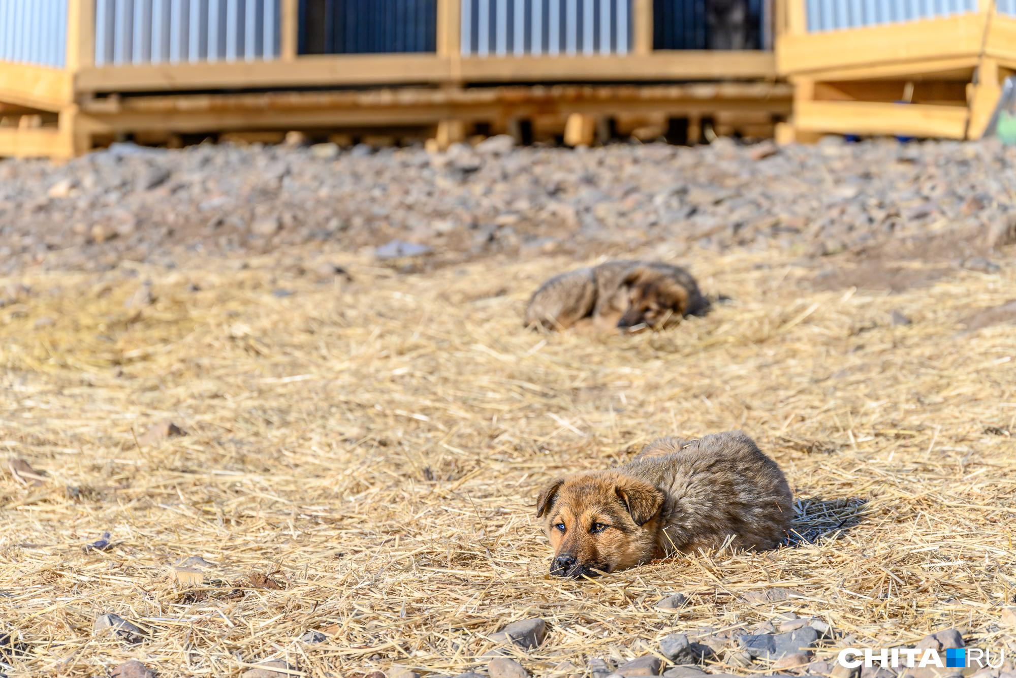 Неизвестные расчленили щенка в Чите и оставили на берегу реки
