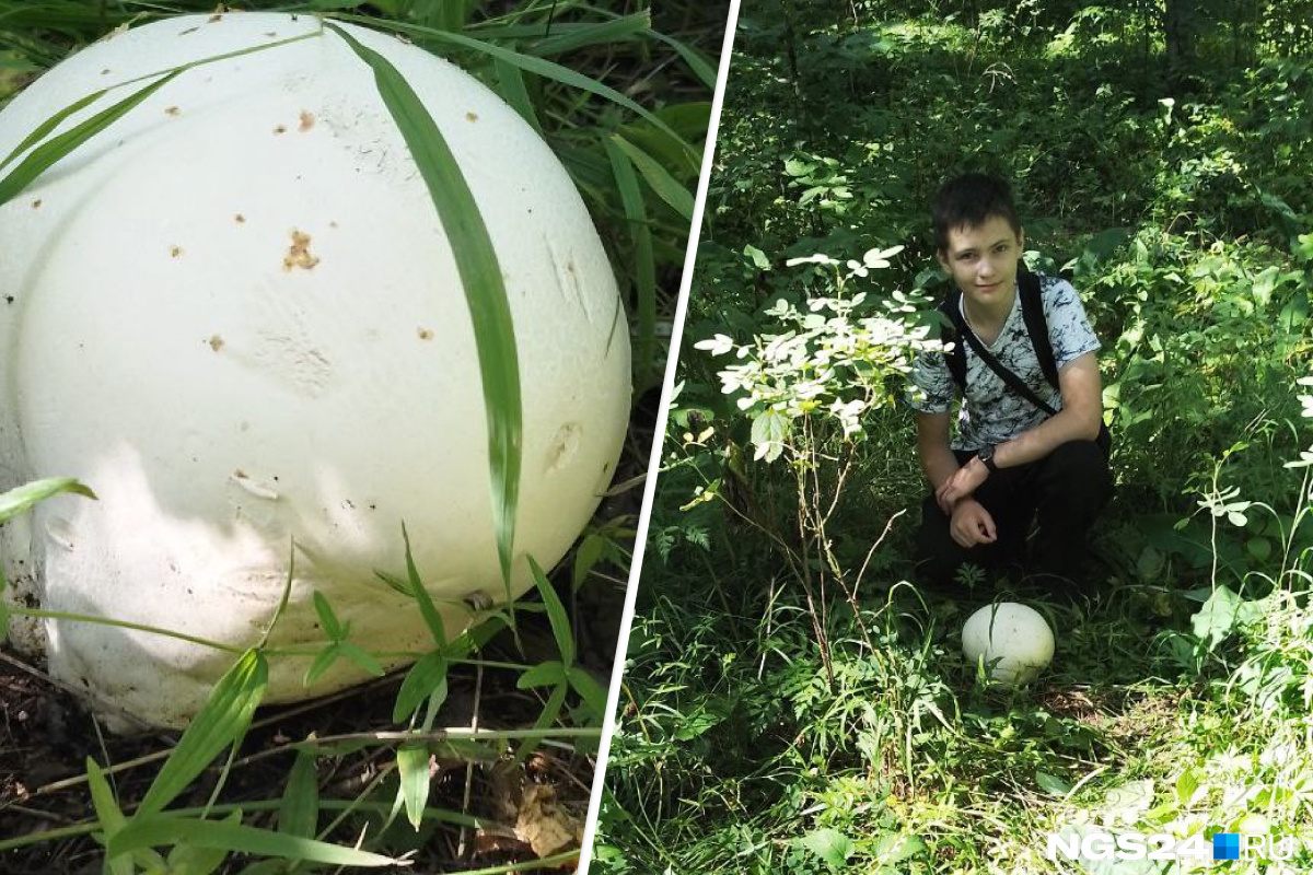 «Размером как футбольный мяч»: красноярцы нашли в лесу в Академгородке белое грибное нечто. И съели его