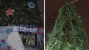 Выкрутили 40 лампочек: вандалы обчистили несколько новогодних елок в Ярославской области