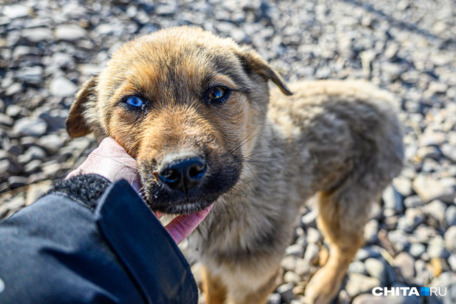 Хозяйские собаки загадили двор на Ленина, 108 в Чите
