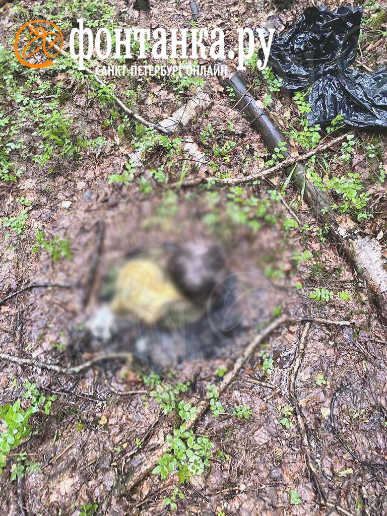 Фото: Человеческий череп, найденный в горящем пакете в лесу под Петербургом, не пострадал от огня