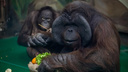 Скандально известный орангутан Бату отмечает день рождения — вспоминаем, чем он прославился