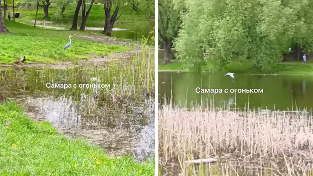 Порхает над камышами: на Воронежских озерах поселилась цапля