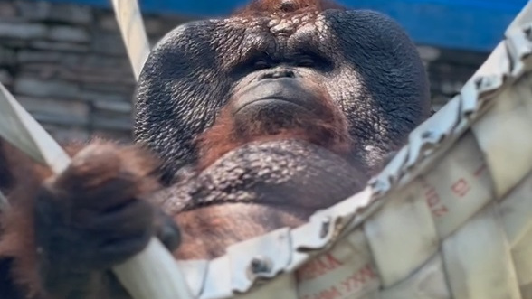 Орангутан Бату лениво развалился в гамаке перед гостями Новосибирского зоопарка — смотрим забавное видео