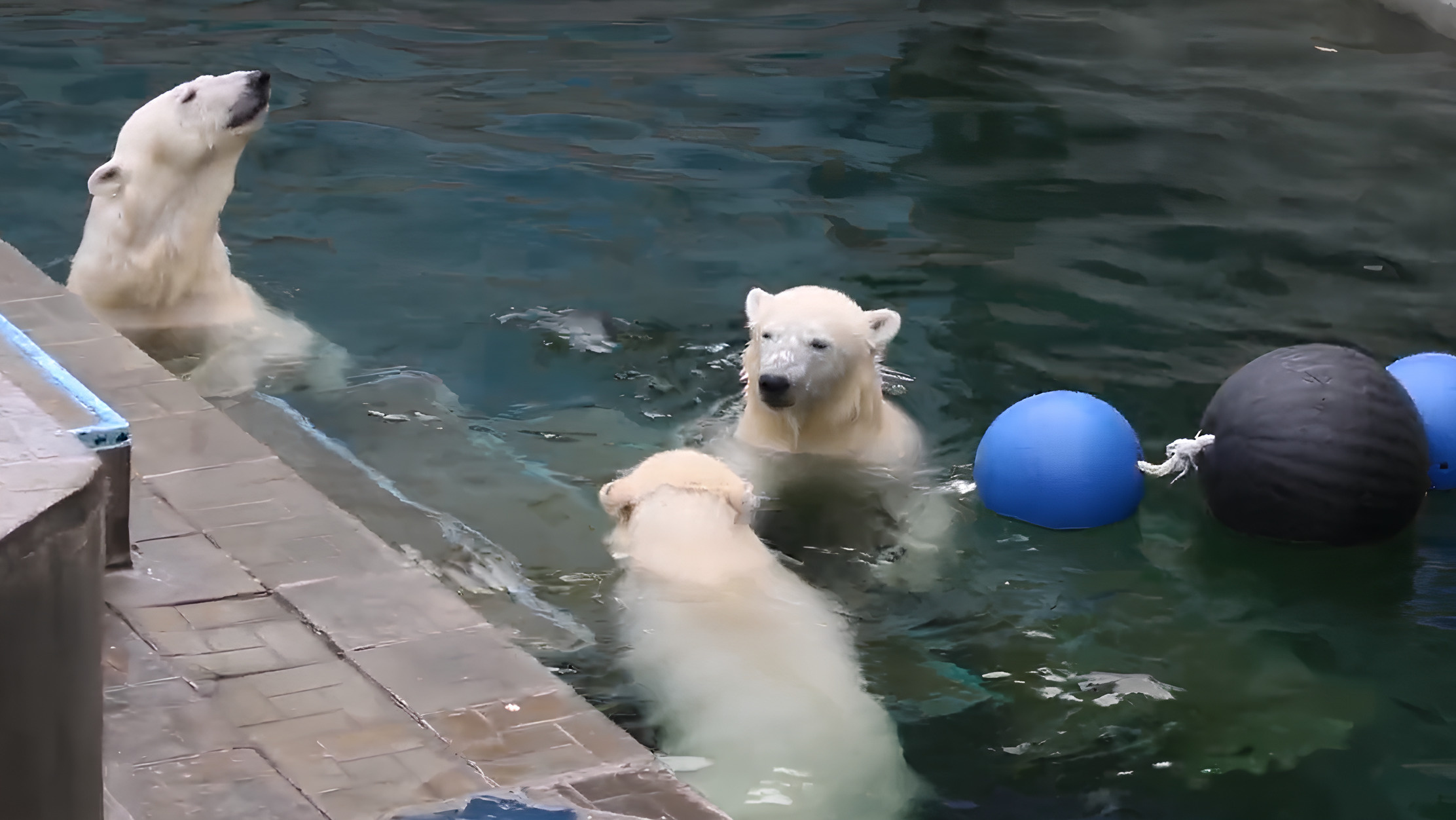 Освежились в жару: белые медвежата в Новосибирском зоопарке поплавали вместе с мамой — милое видео