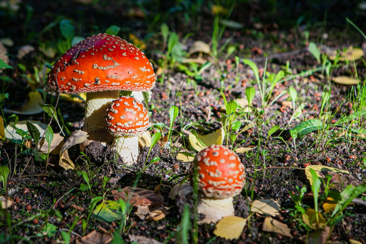 Самый узнаваемый гриб в мире, самый яркий и очень опасный