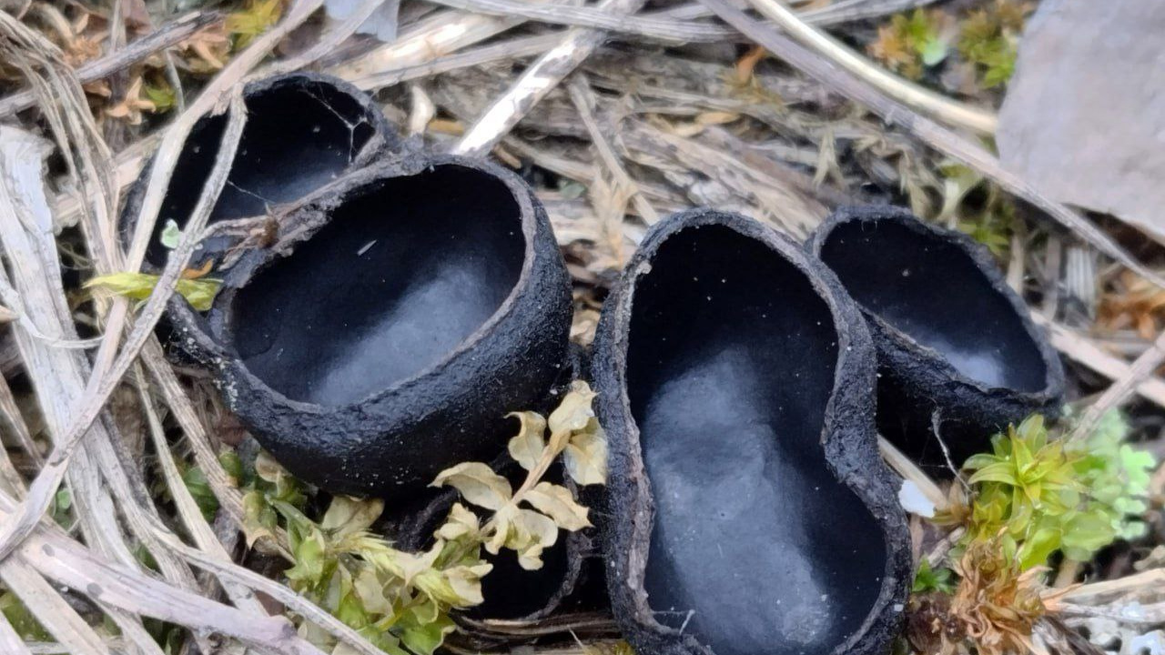 «Чаши лесных эльфов»: сибиряк нашел в лесу странные черные грибы — можно ли их есть
