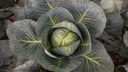 Когда сеять капусту: какие сорта выбрать на салаты и квашение и как вырастить брокколи