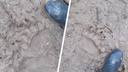 «Кто-то тут накосолапил»: на границе с Ярославской областью заметили следы огромного медведя. Видео