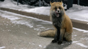 Неоднозначное поведение лисы попытались объяснить специалисты нацпарка в Приморье — видео