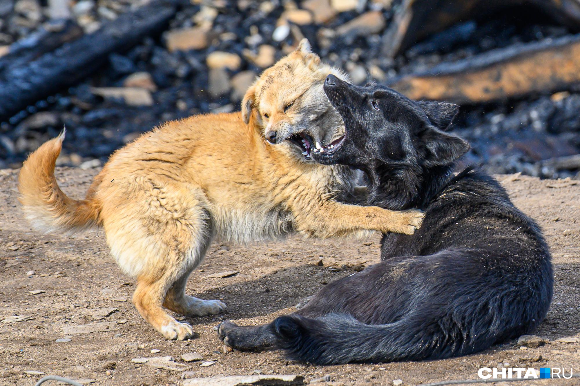 Сити-менеджер Читы поддержала закон о гуманной эвтаназии бродячих собак