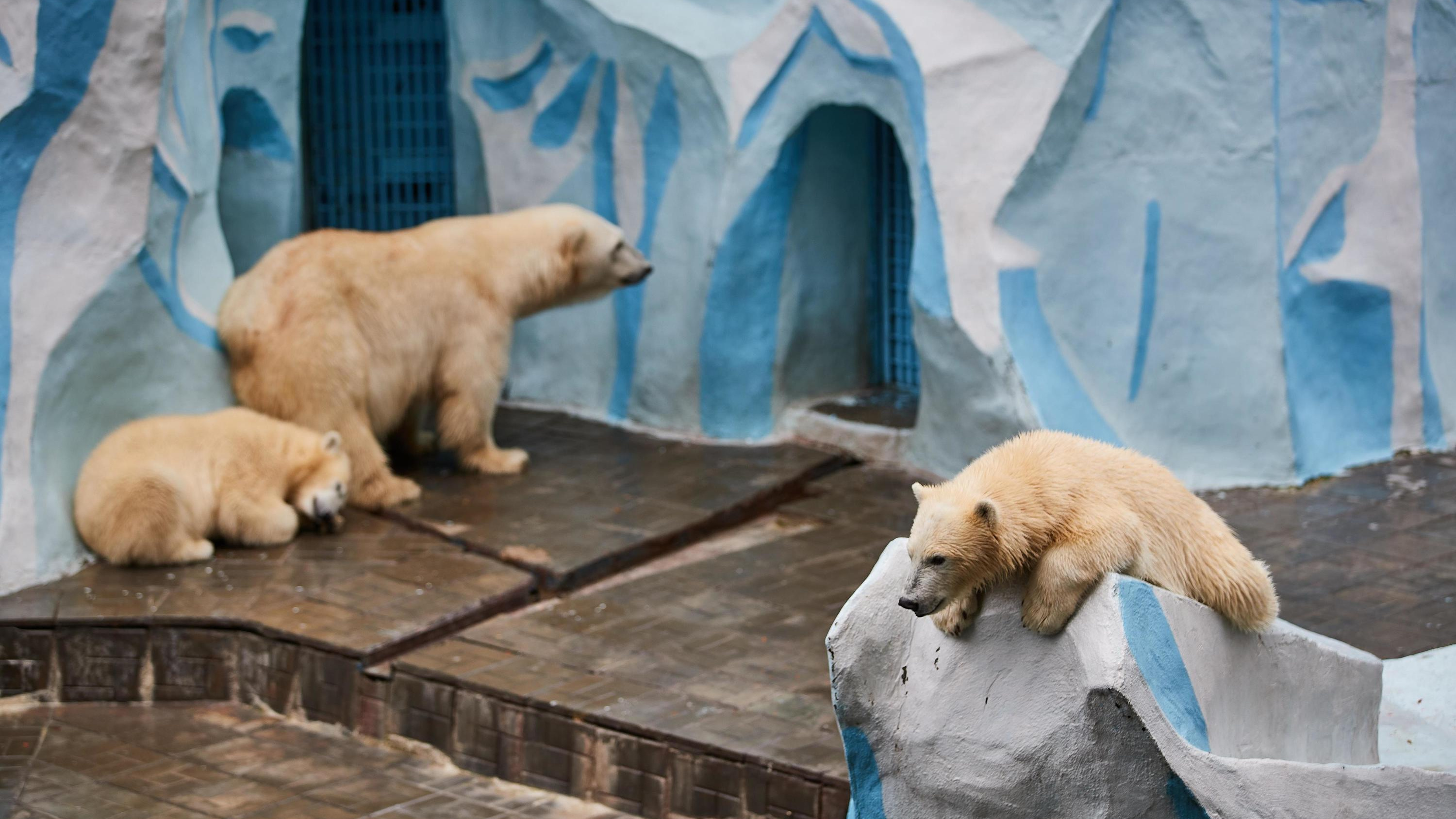 Охрана новосибирского зоопарка подорожала — за полгода ЧОП заплатят больше 8 миллионов