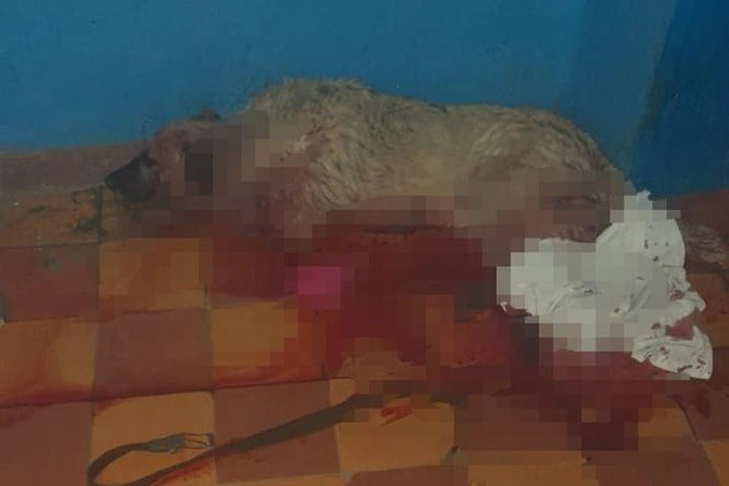 Зарезавший собаку живодер в Чите находится под подпиской о невыезде — полиция