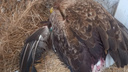 «Его пытались поймать полдня»: под Волгоградом спасают краснокнижного простреленного орлана
