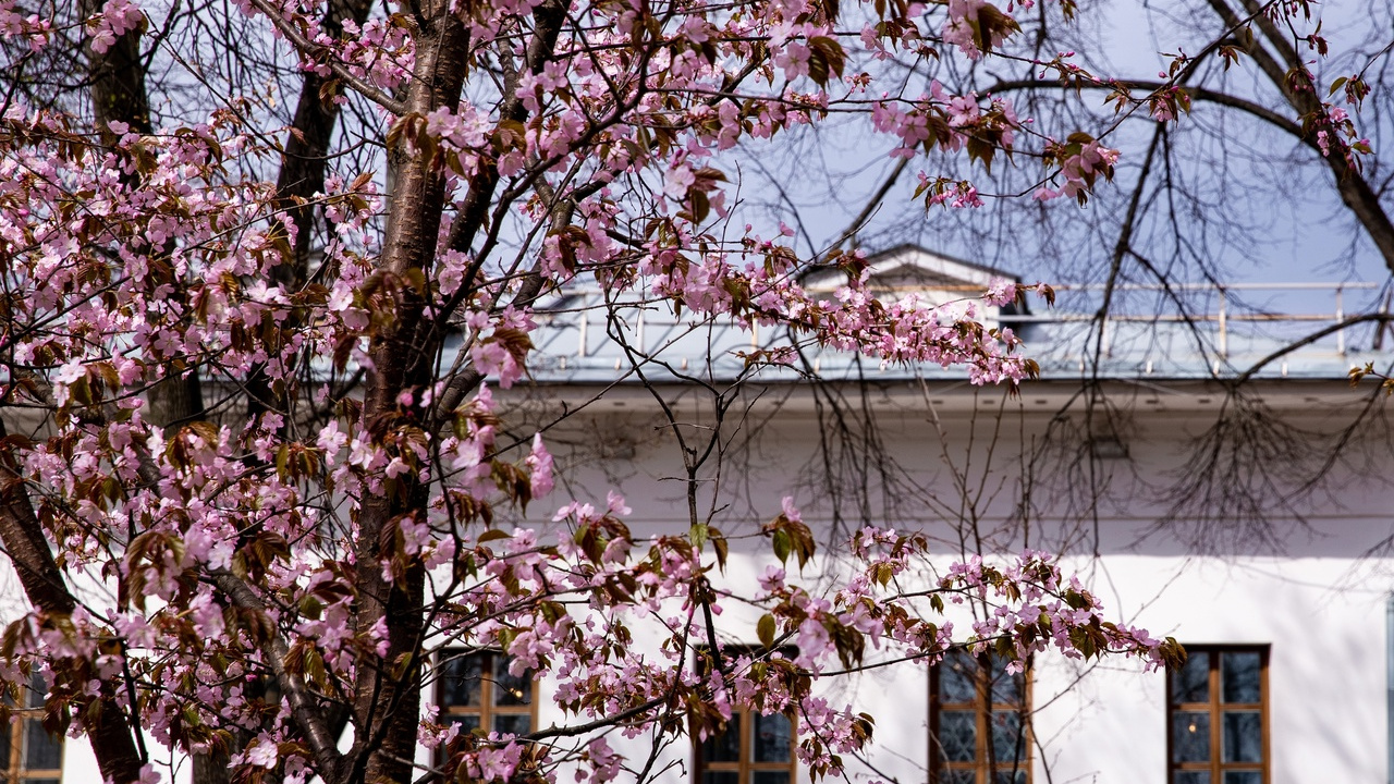 «Саженцы доставлены с острова Хоккайдо»: где в Ярославле смотреть цветущую сакуру