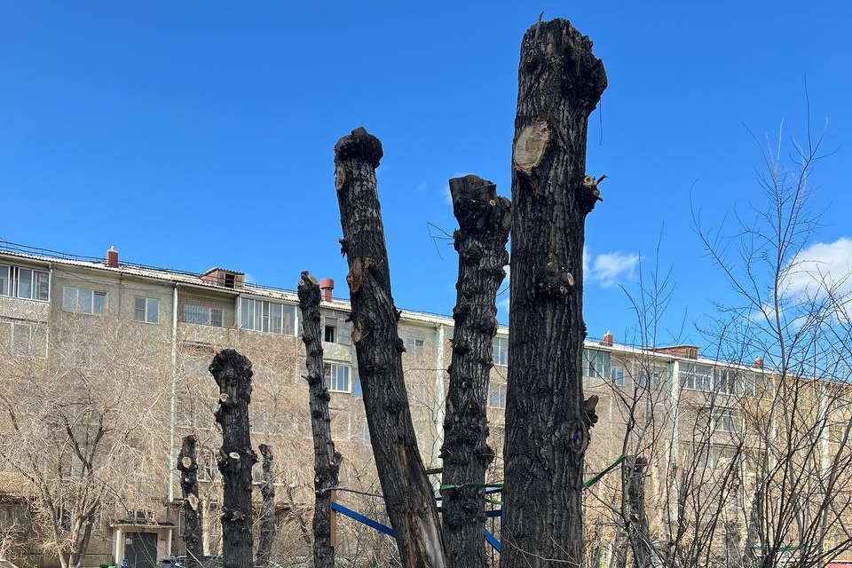 Посаженные ветераном ВОВ деревья вырубили в читинском дворе