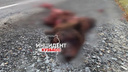 На трассе в Новосибирской области сбили медведя — его тело якобы разорвало на две части