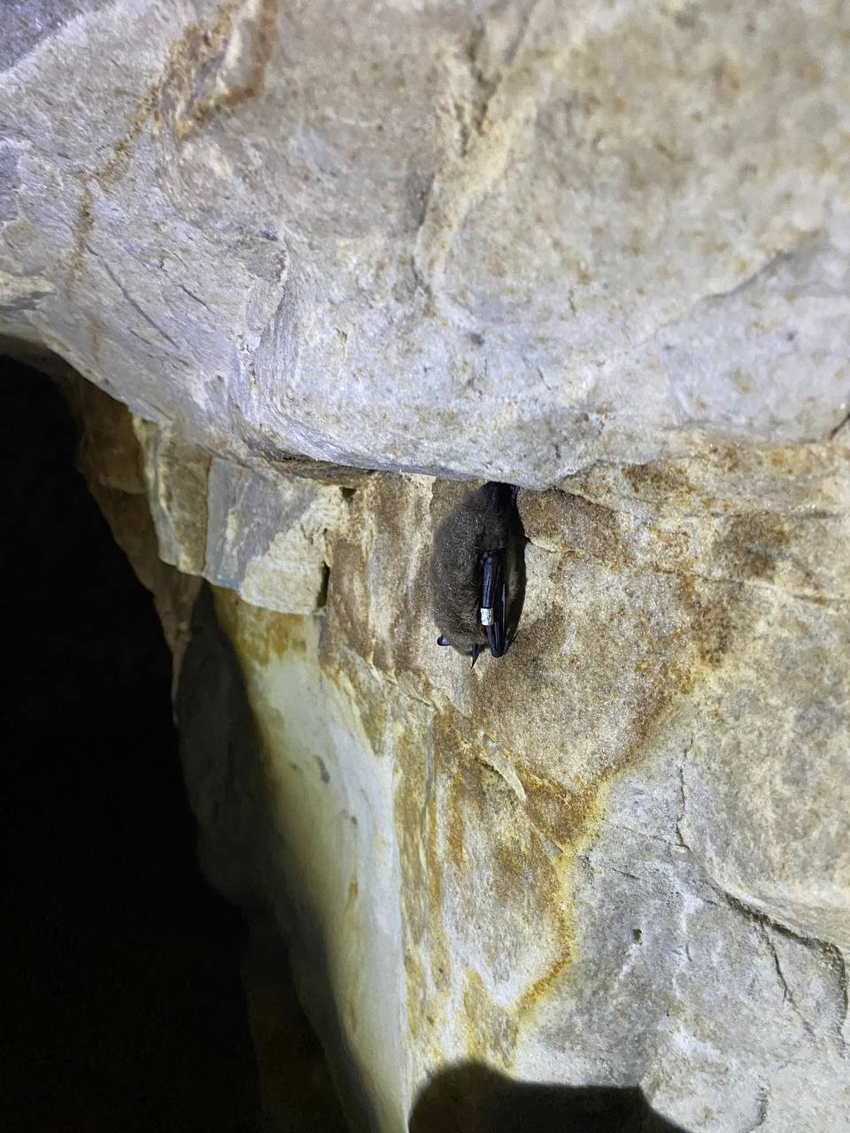 Осторожно! В пещерах можно встретить летучих мышей