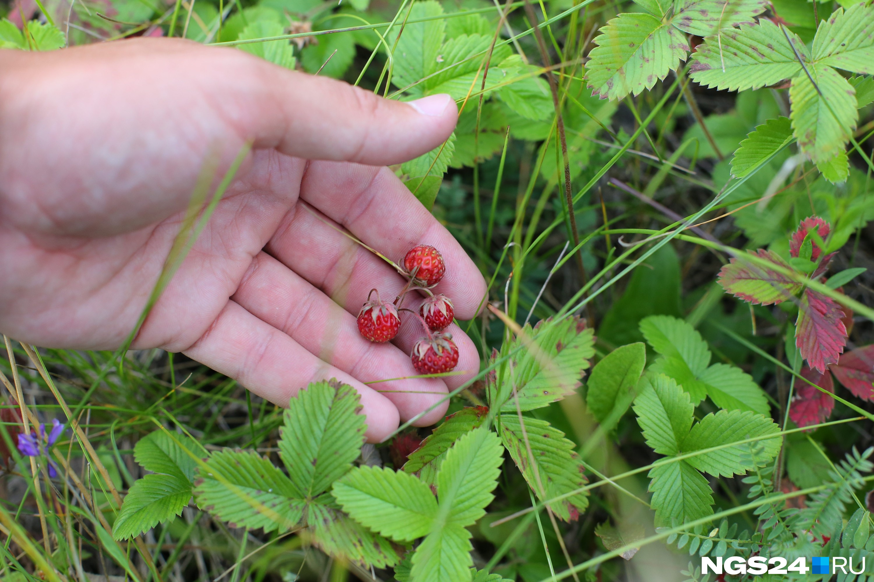 Красноярцы собирают ягоду в лесу ведрами. Составили карту самых ягодных мест