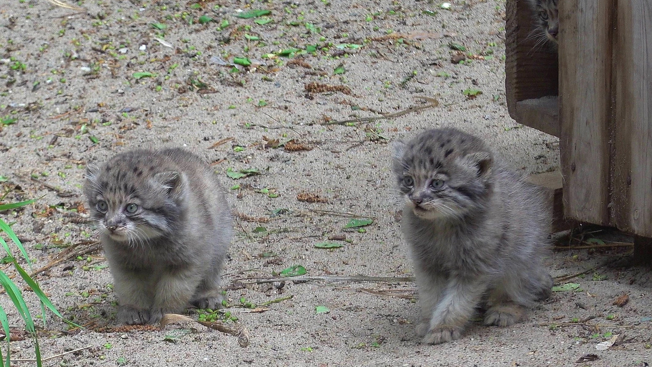 Смелые пушистые комочки: часть манулят в Новосибирском зоопарке начала изучать вольер, но их мама тревожится — забавное видео