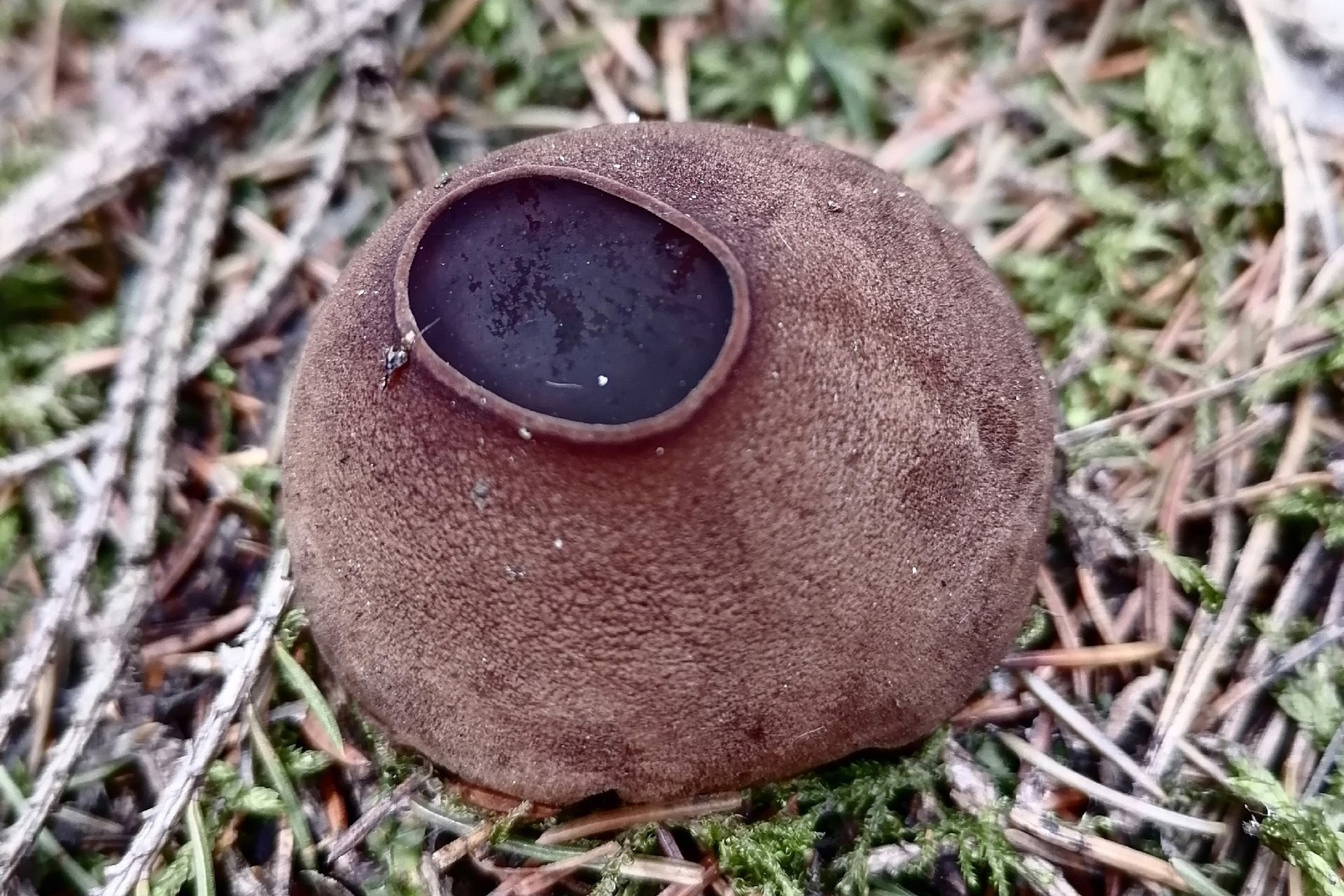 Коричневый бочонок с желе: в свердловском лесу нашли очень редкий гриб с омолаживающим эффектом