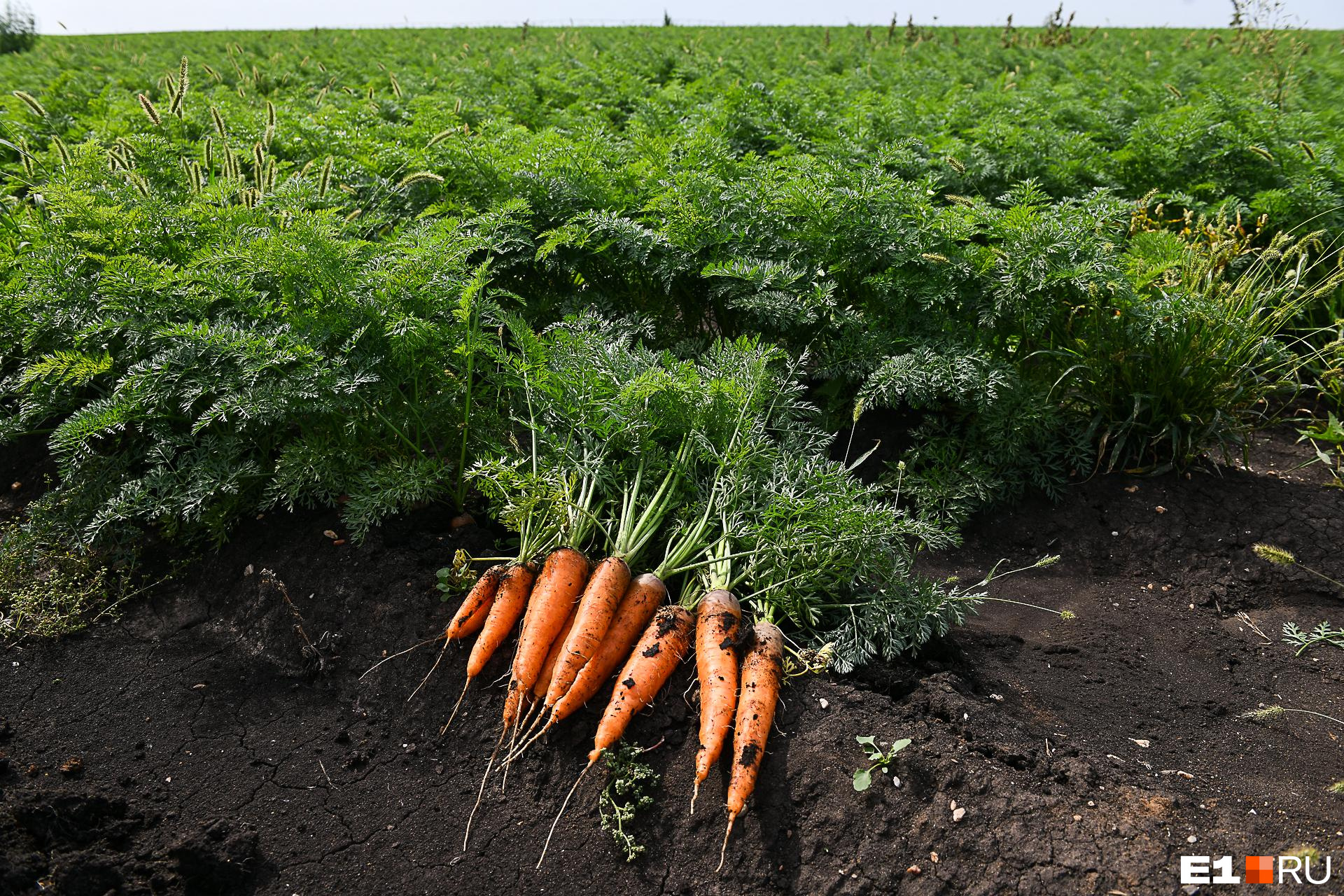 Почему морковь растет кривая и рогатая: узнайте причины и избегайте ошибок