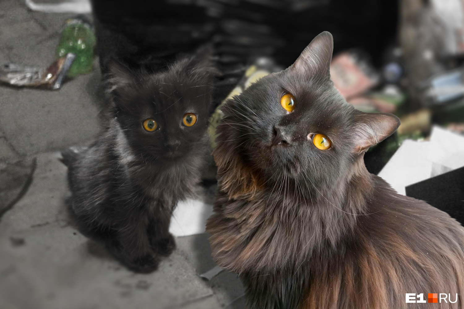 Екатеринбуржцы показали, как любовь изменила бродячих котов. Невероятные фото до и после