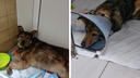 Сбитый пес провел несколько дней без помощи в Новосибирске — у него были сломаны две лапы